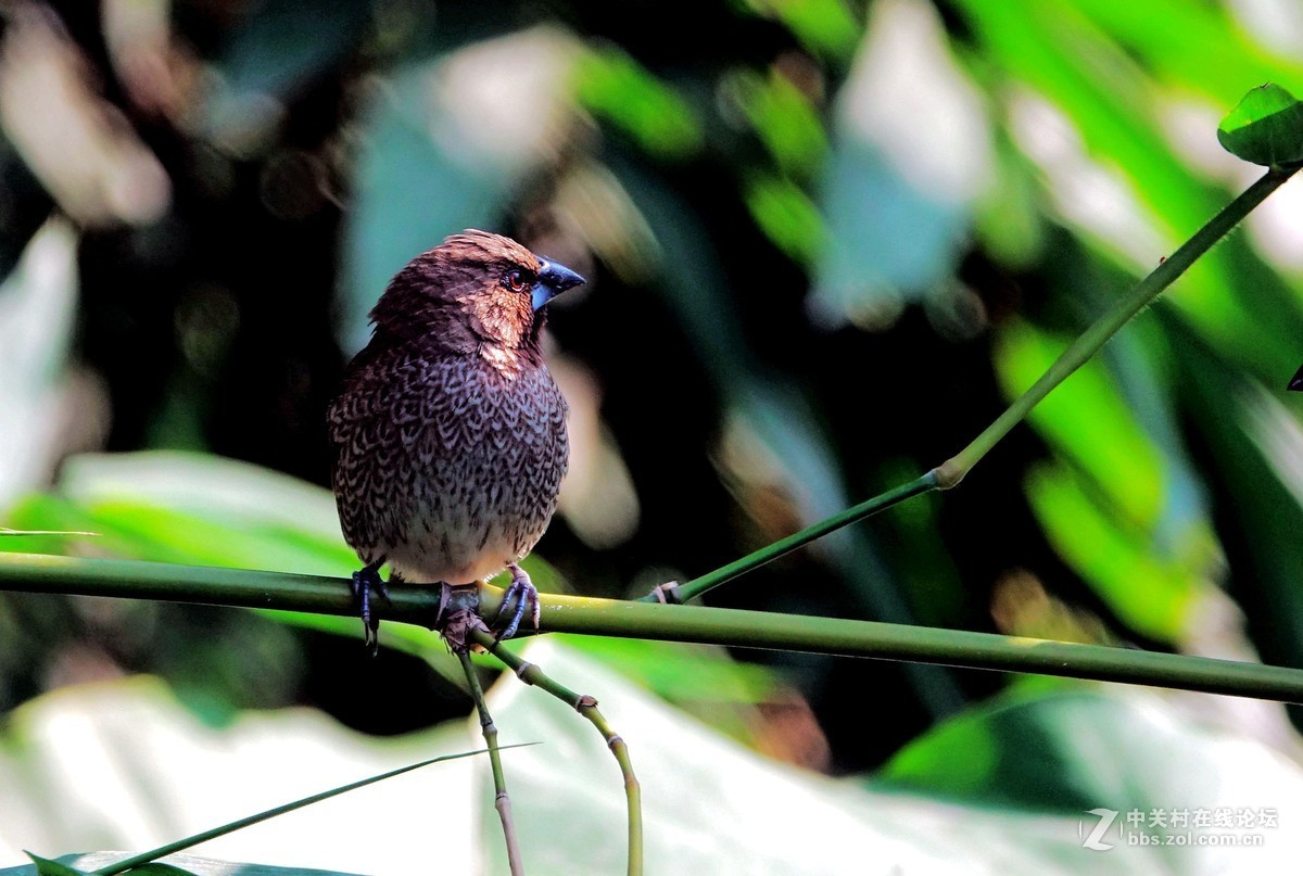 斑纹鸟、蓝眉林鸲、红耳鹎和山鹪莺
