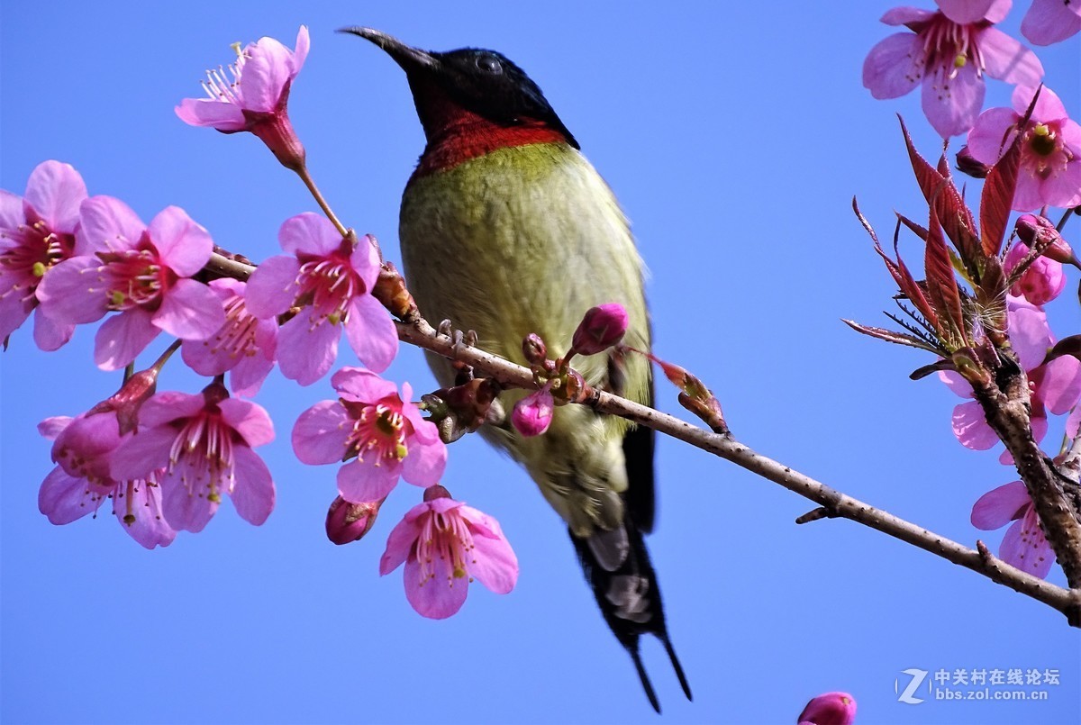 樱桃树上的小小鸟