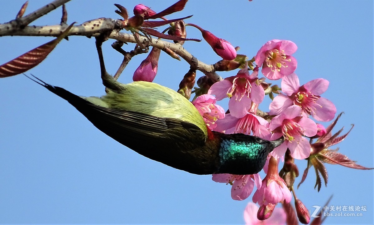 樱桃树上的小小鸟