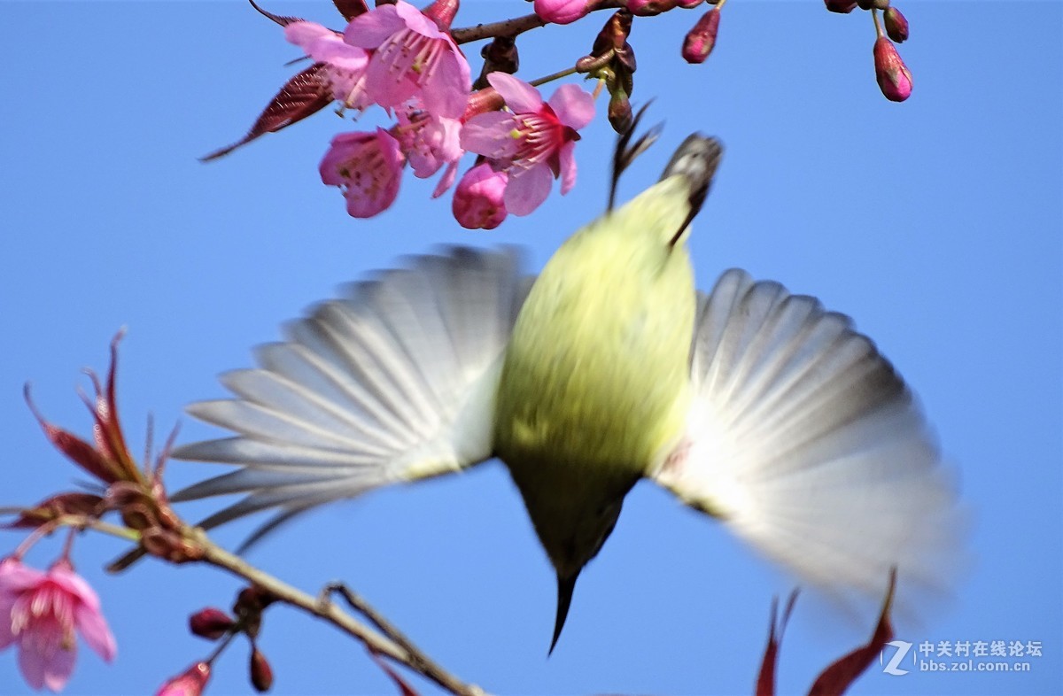 樱桃树上的小小鸟