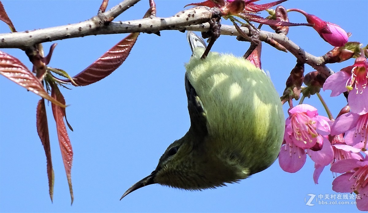 樱桃树上的小小鸟
