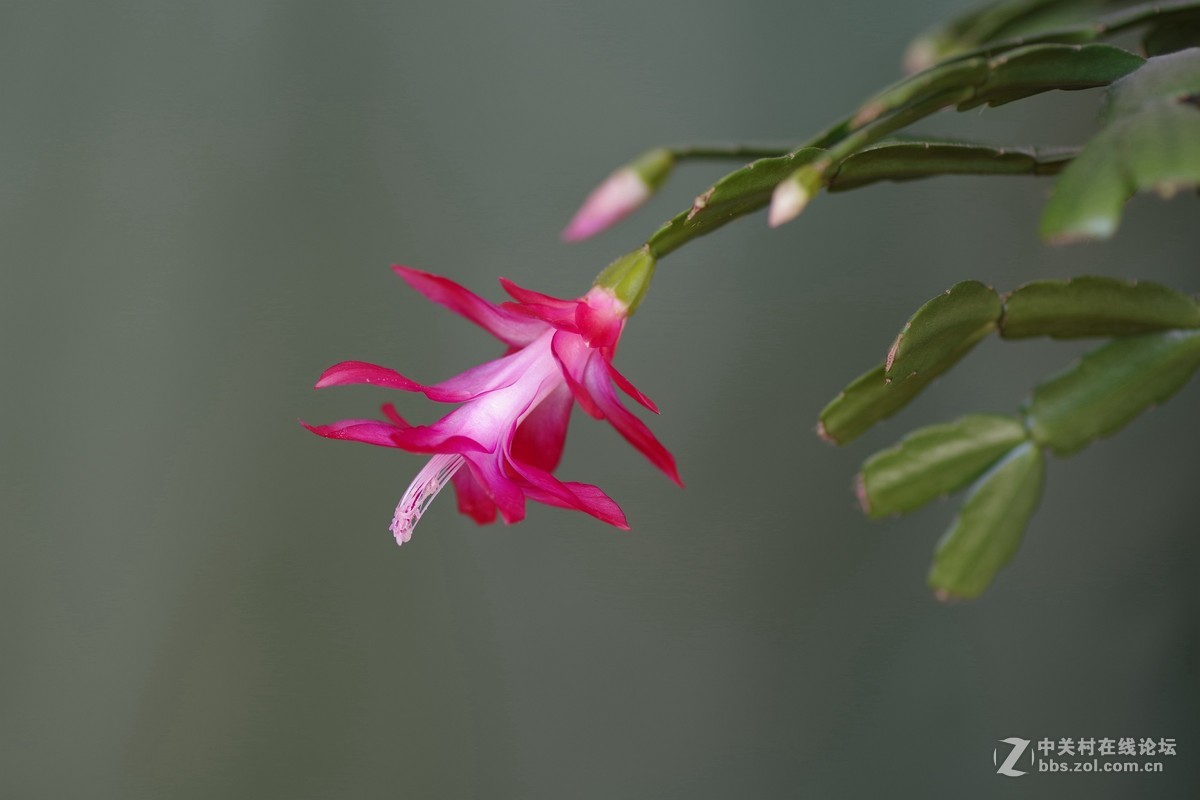 宾得K-1超解像-拍蟹爪兰