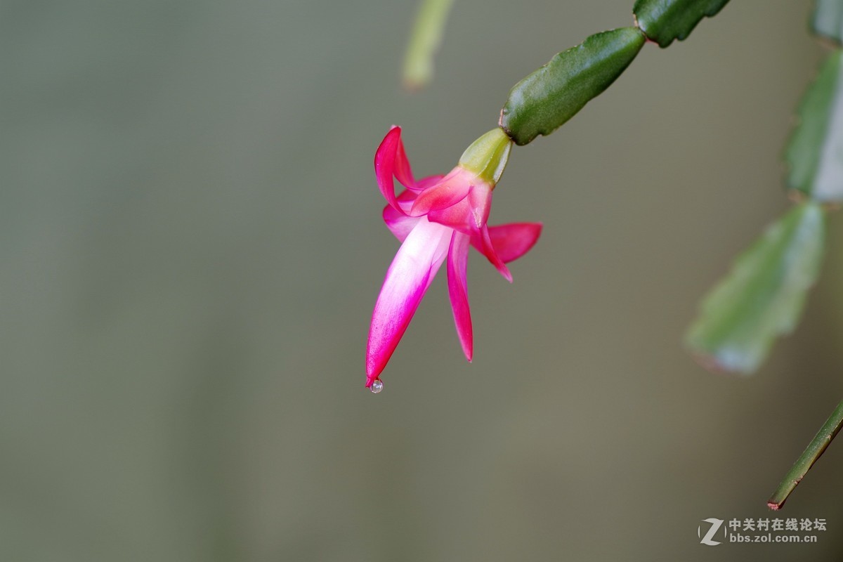 宾得K-1超解像-拍蟹爪兰