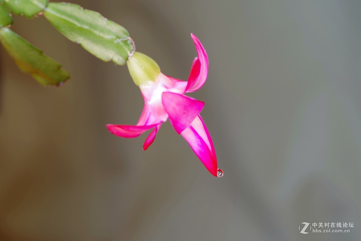 宾得K-1超解像-拍蟹爪兰