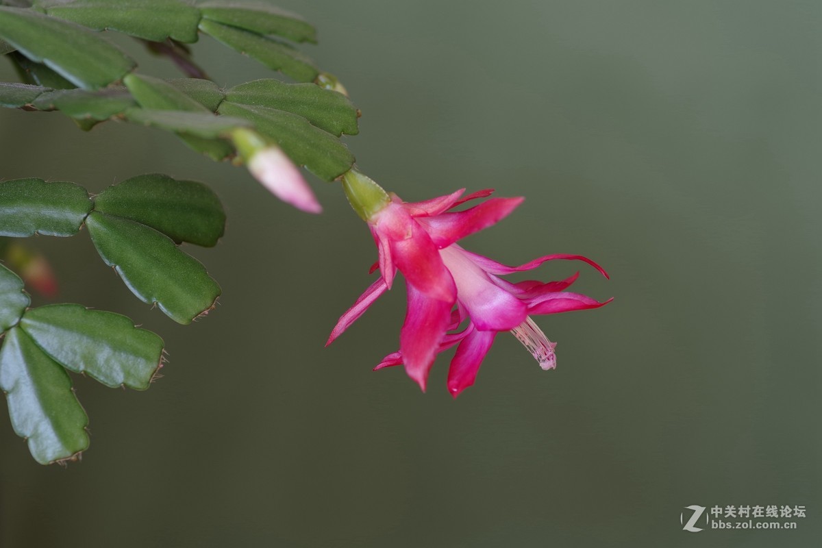 宾得K-1超解像-拍蟹爪兰