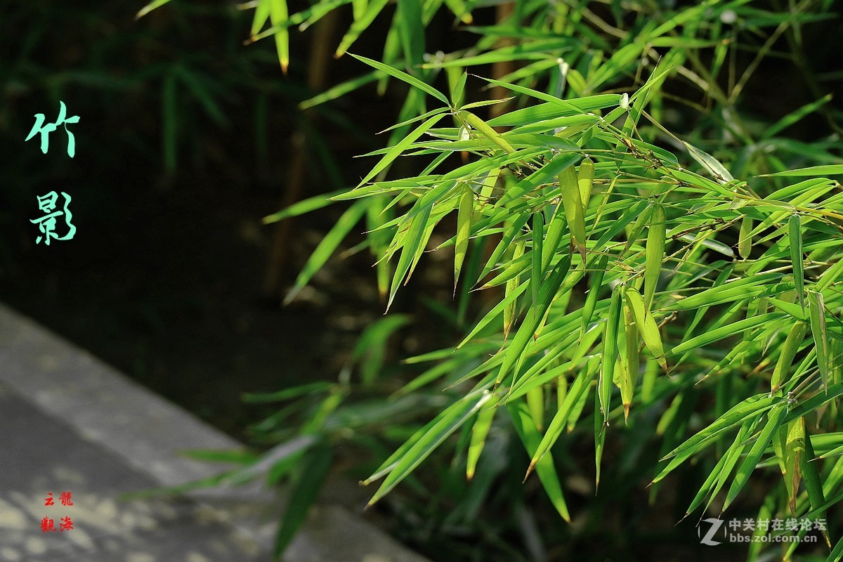 竹叶影2-中关村在线摄影论坛