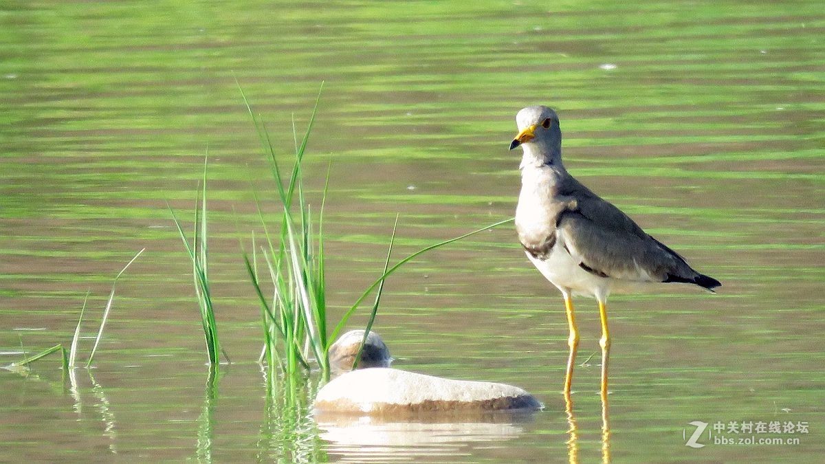 一组水鸟，祝好友晚之秋荣任佳能5Ds R 星空(中国)版主