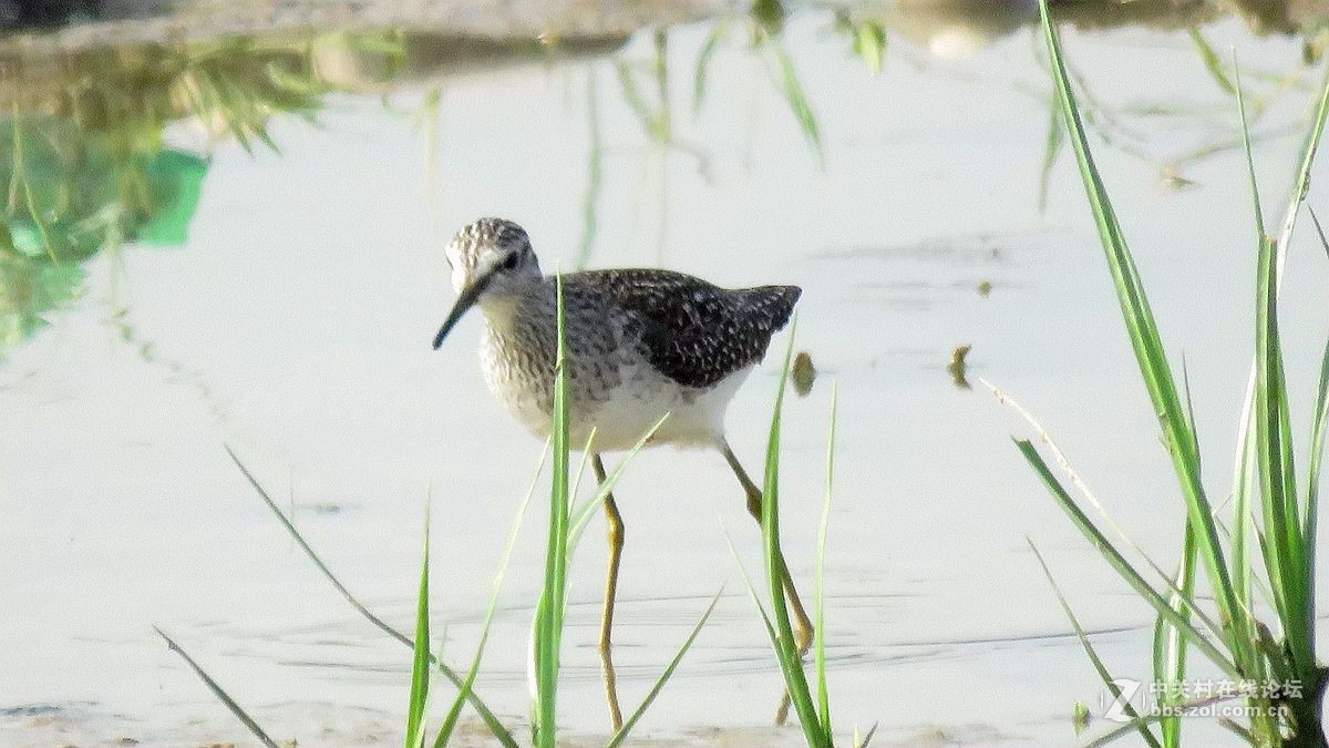 一组水鸟，祝好友晚之秋荣任佳能5Ds R 星空(中国)版主