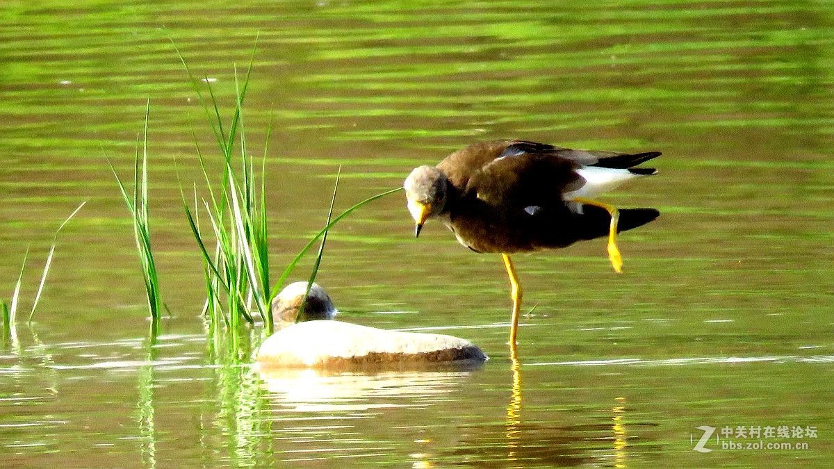 一组水鸟，祝好友晚之秋荣任佳能5Ds R 星空(中国)版主