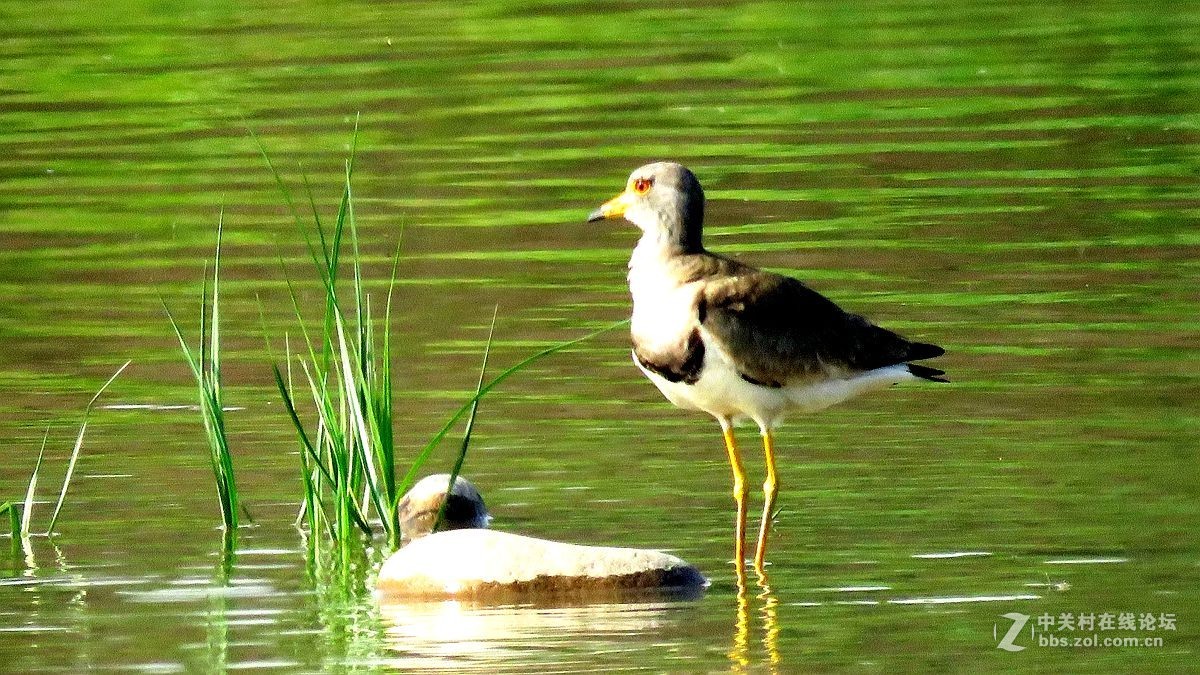 一组水鸟，祝好友晚之秋荣任佳能5Ds R 星空(中国)版主
