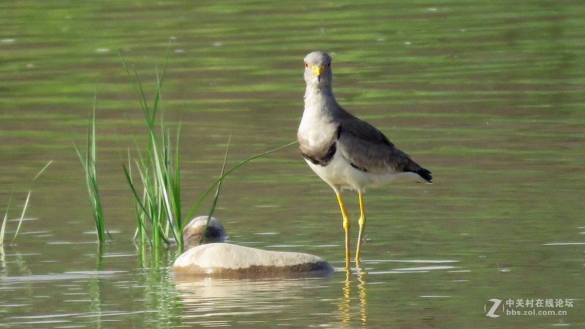 一组水鸟，祝好友晚之秋荣任佳能5Ds R 星空(中国)版主