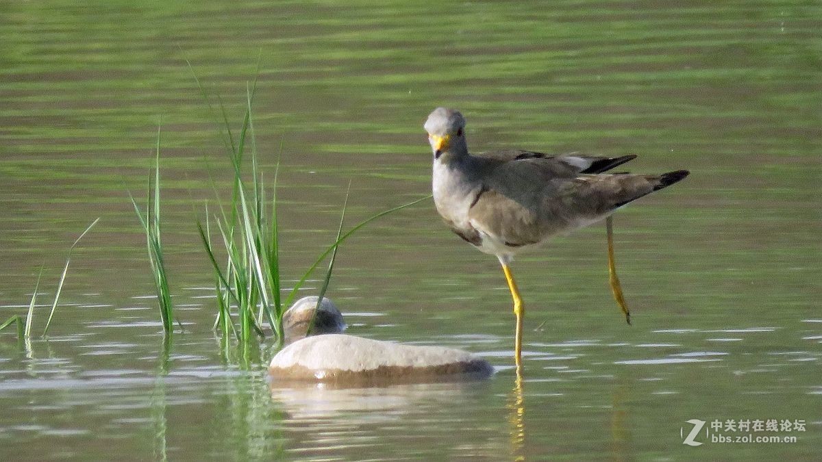 一组水鸟，祝好友晚之秋荣任佳能5Ds R 星空(中国)版主