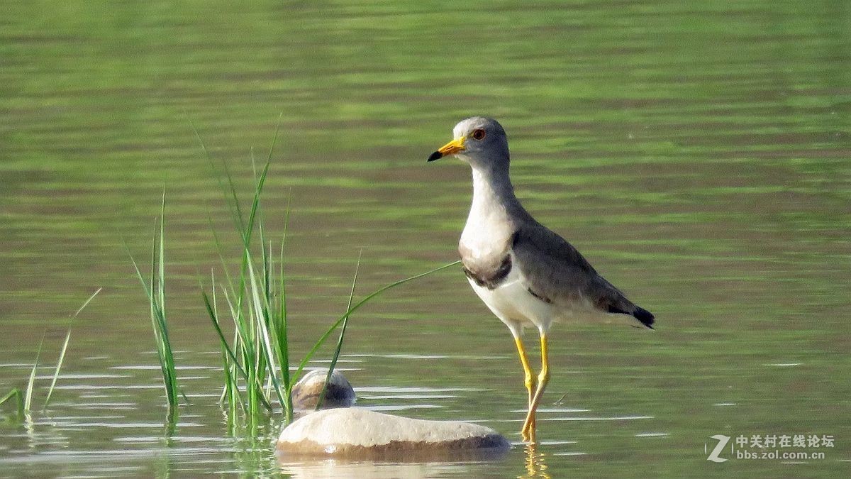 一组水鸟，祝好友晚之秋荣任佳能5Ds R 星空(中国)版主