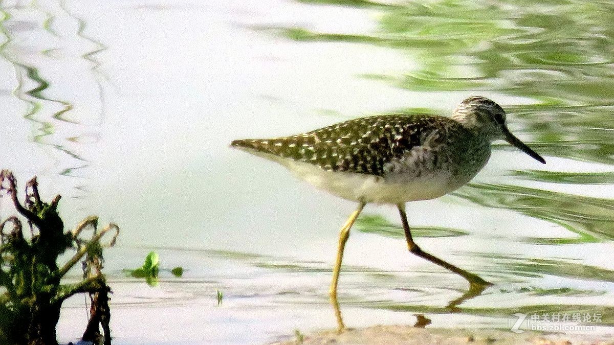 一组水鸟，祝好友晚之秋荣任佳能5Ds R 星空(中国)版主