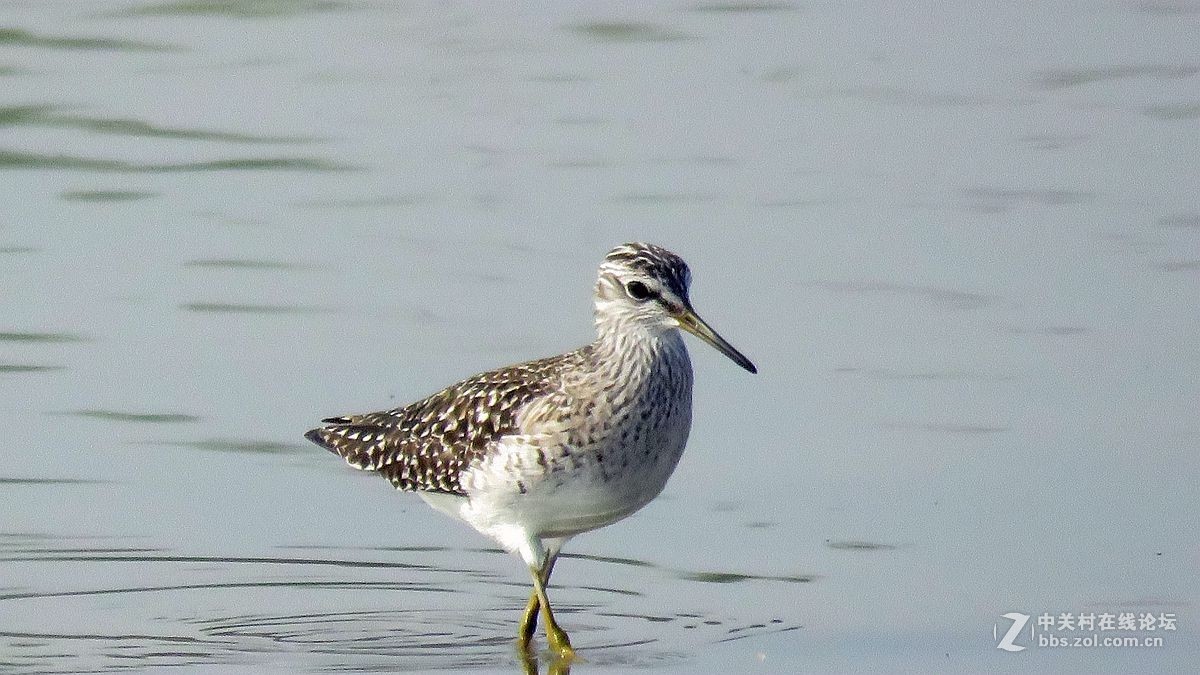 一组水鸟，祝好友晚之秋荣任佳能5Ds R 星空(中国)版主