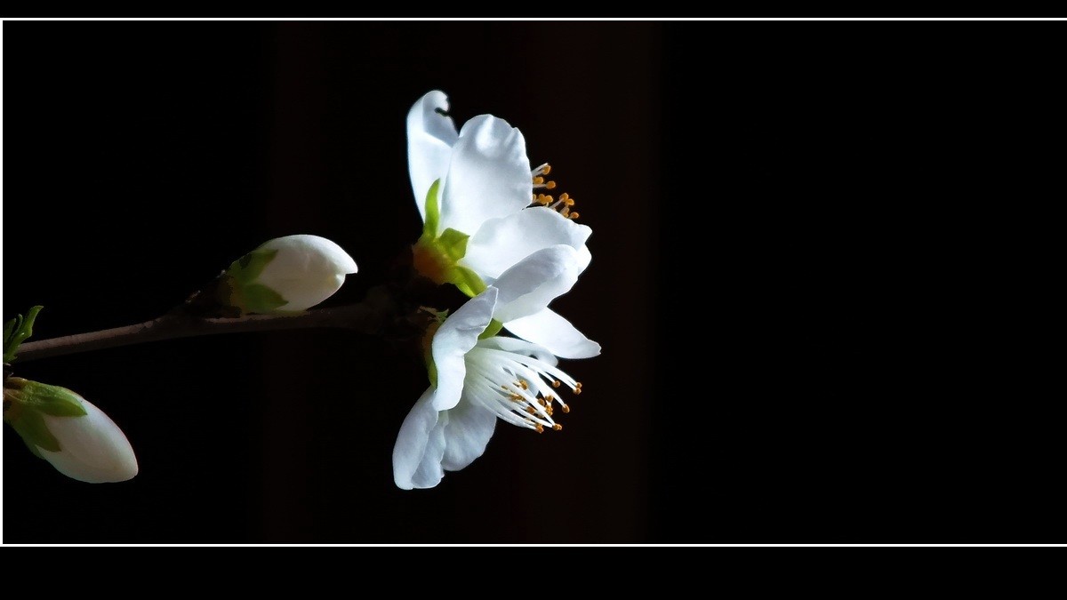 惊闻李跃林老母驾鹤西行，特上几片《桃花白》以表哀悼。