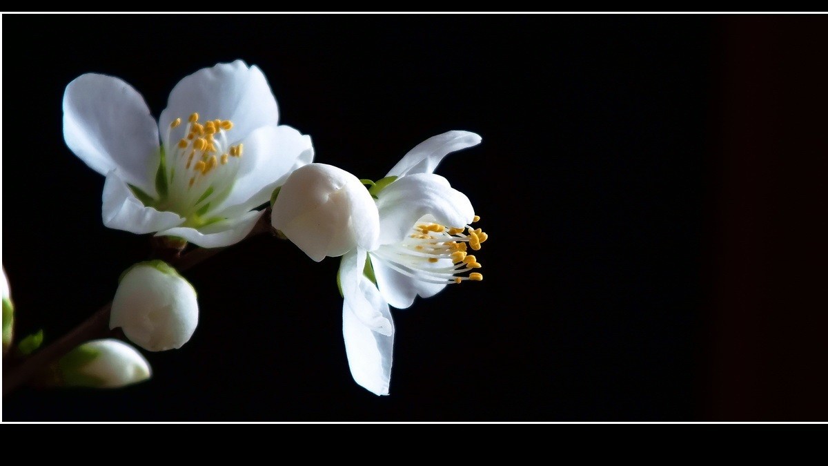 惊闻李跃林老母驾鹤西行，特上几片《桃花白》以表哀悼。