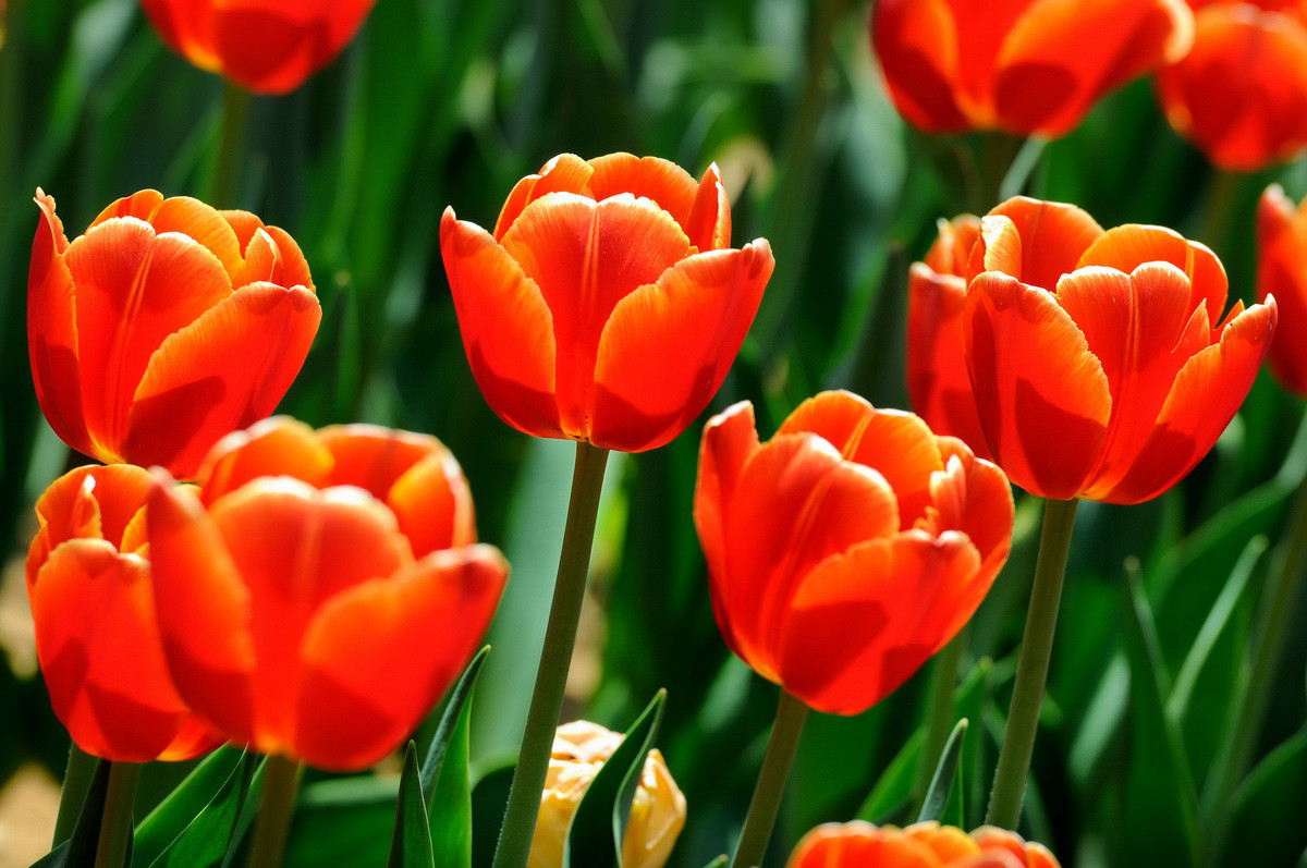 郁金香花色缤纷