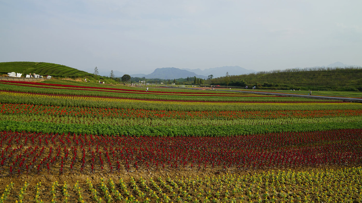 走進浙江武義花田小鎮花海5