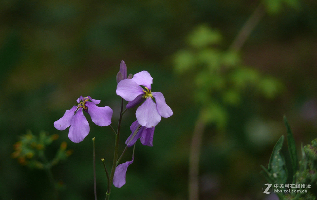 二月兰     1
