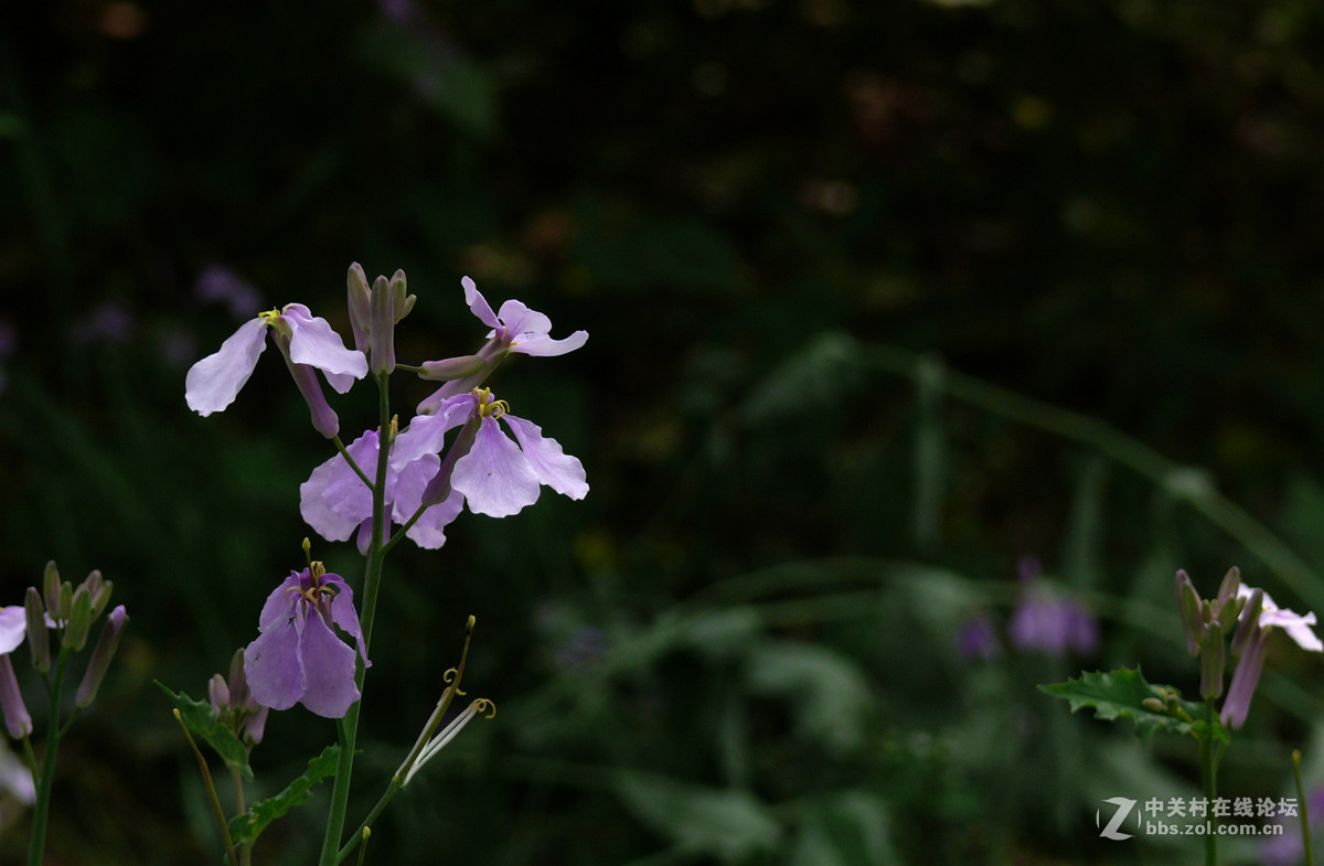 二月兰     1