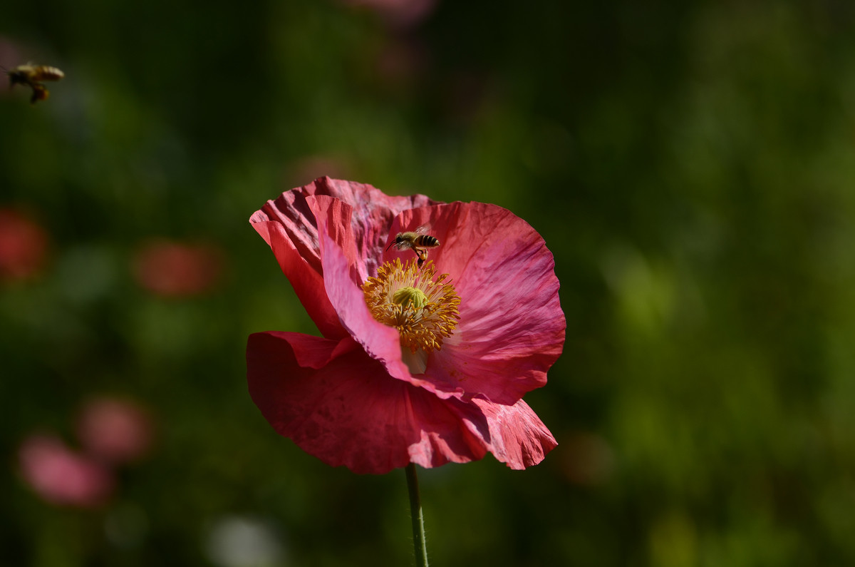 祝贺帖《迟到的祝贺》