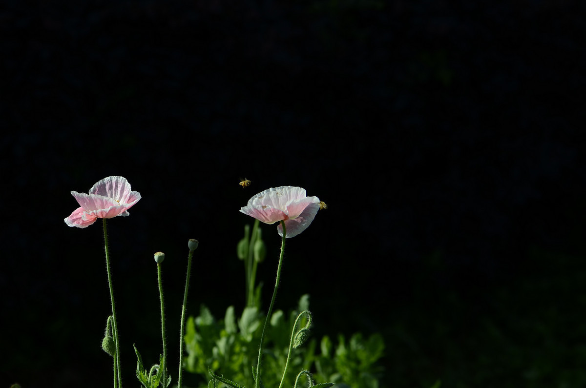 祝贺帖《迟到的祝贺》