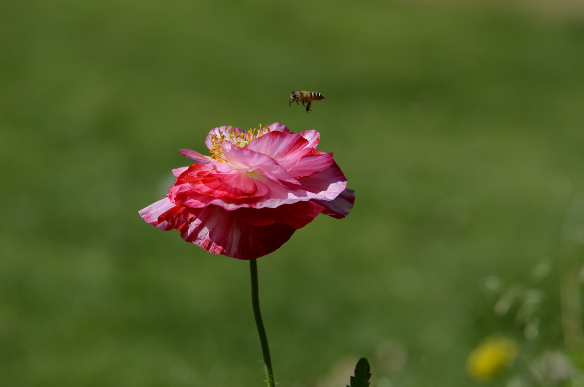 祝贺帖《迟到的祝贺》