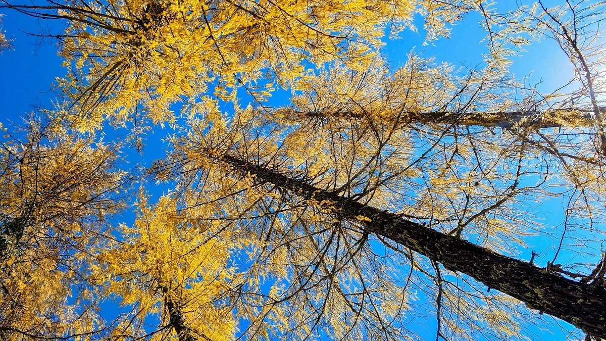 手机拍了秋景几片