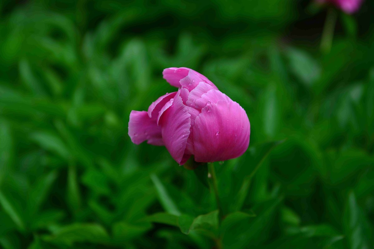 雨后芍药花