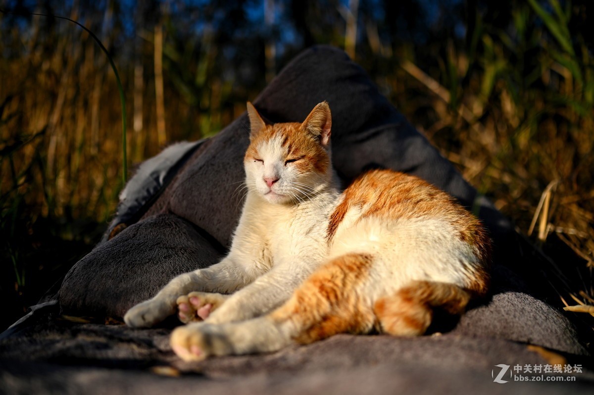 尼康微距小合辑