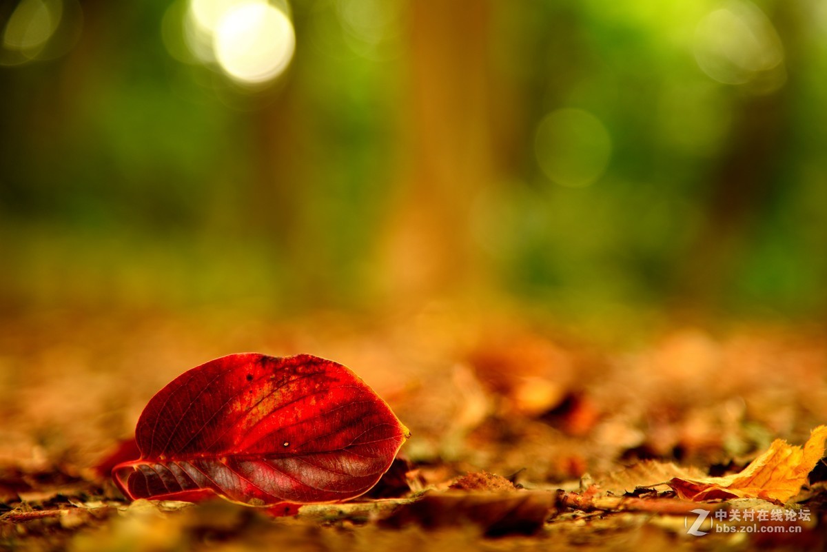 尼康微距小合辑