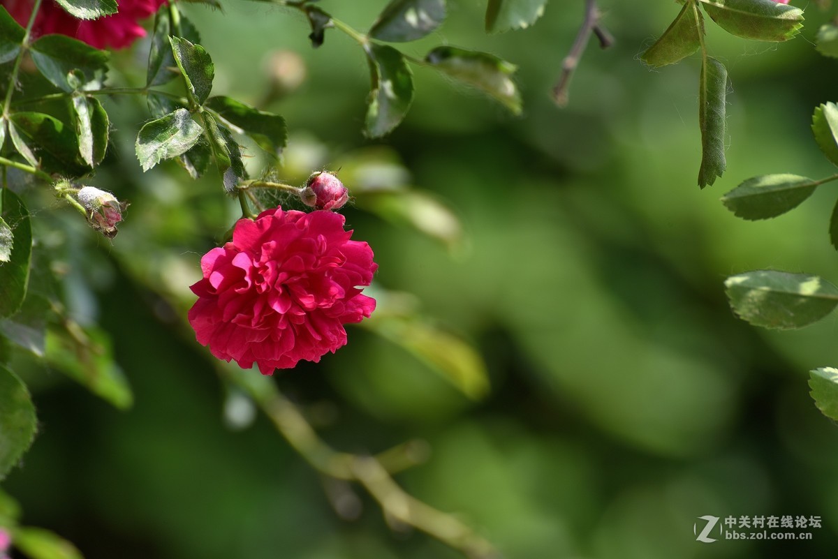 紅薔薇-中關村在線攝影論壇