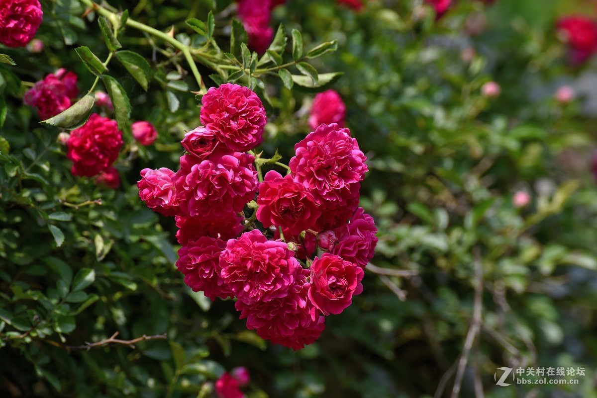 红蔷薇