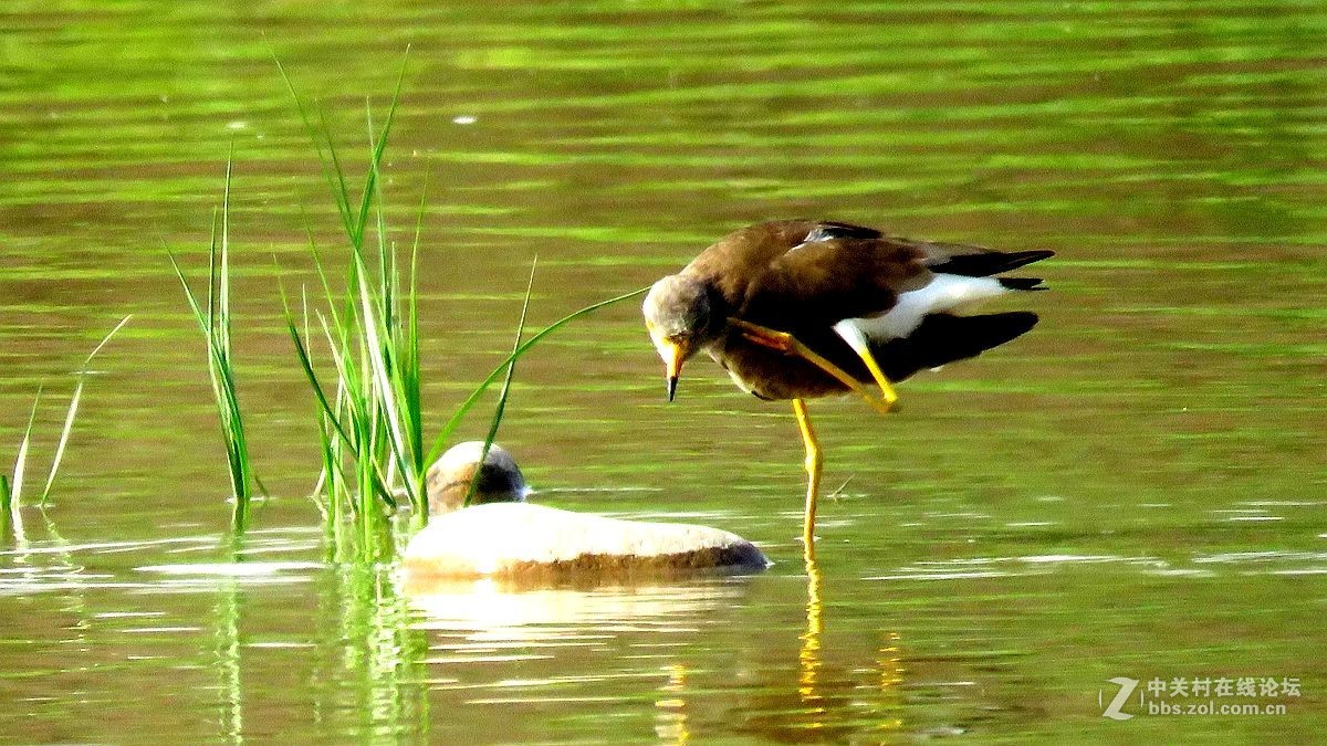 一组水鸟，祝好友晚之秋荣任佳能5Ds R 星空(中国)版主