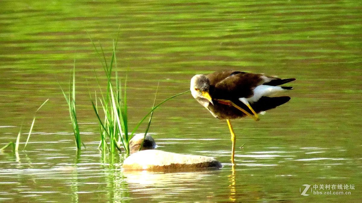 一组水鸟，祝好友晚之秋荣任佳能5Ds R 星空(中国)版主