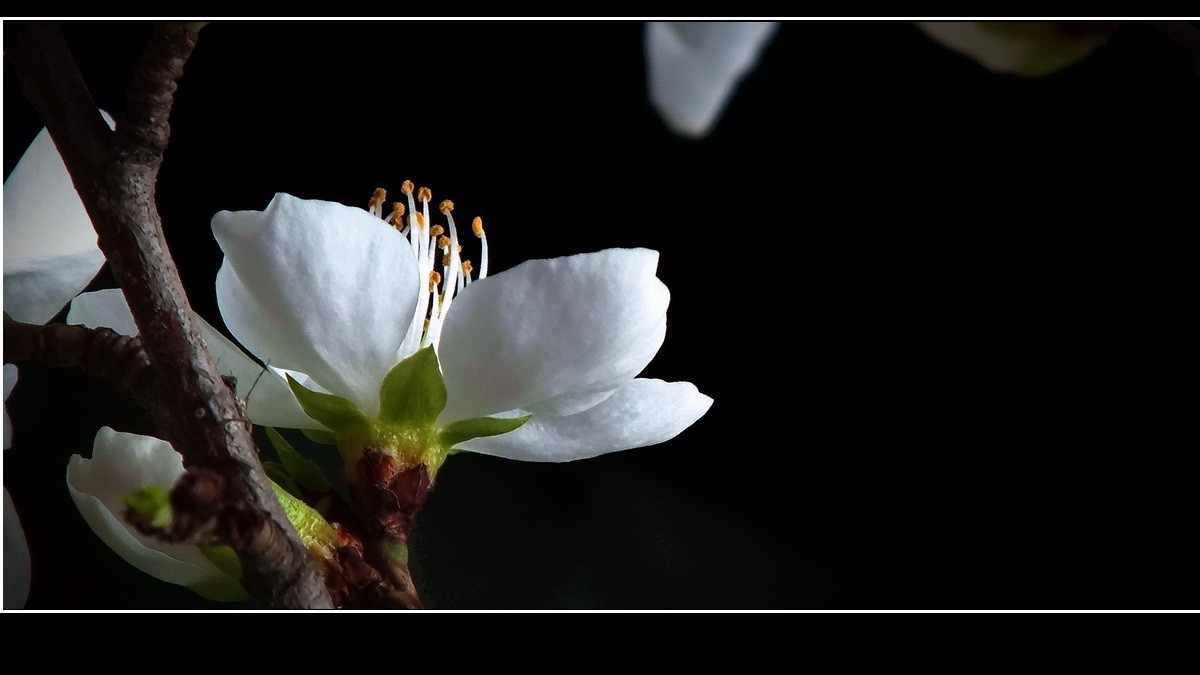惊闻李跃林老母驾鹤西行，特上几片《桃花白》以表哀悼。