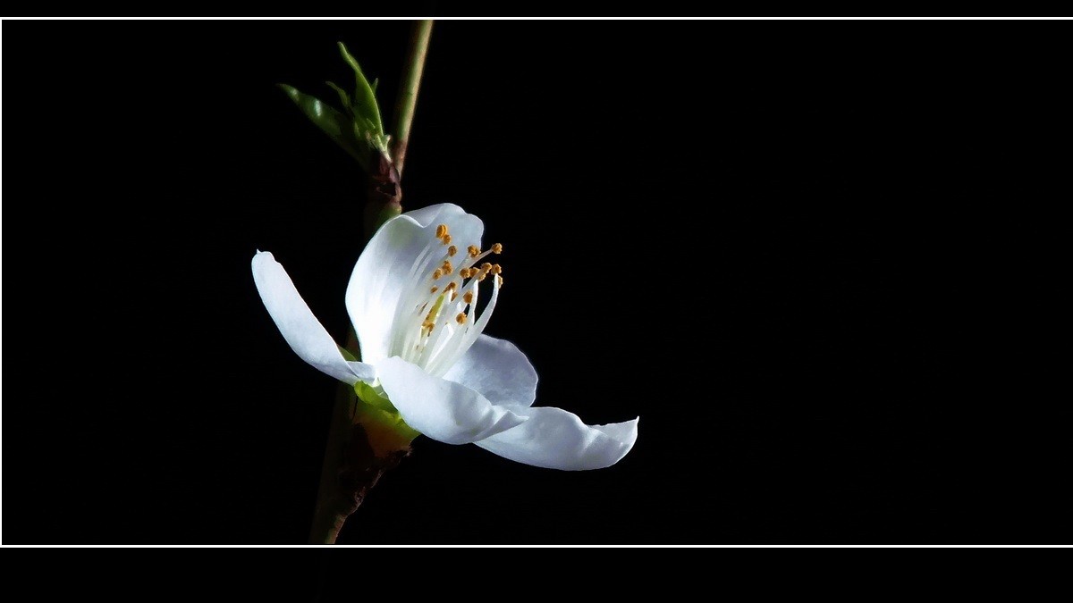 惊闻李跃林老母驾鹤西行，特上几片《桃花白》以表哀悼。