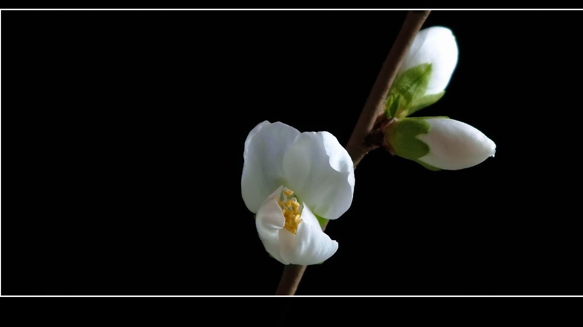 惊闻李跃林老母驾鹤西行，特上几片《桃花白》以表哀悼。