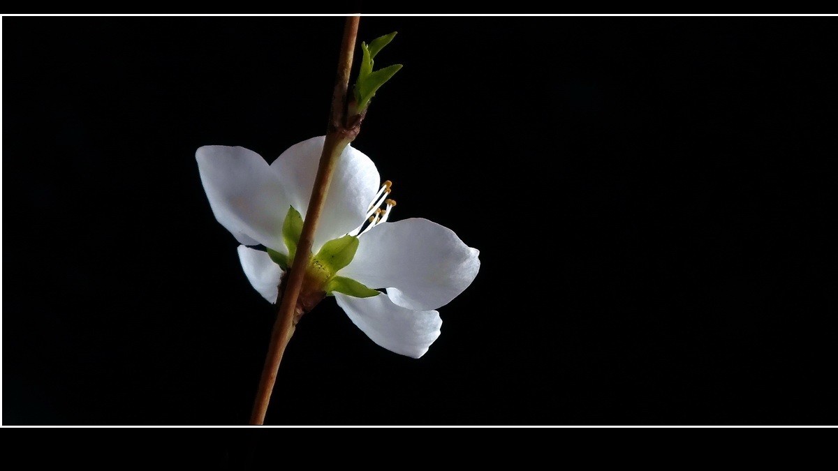惊闻李跃林老母驾鹤西行，特上几片《桃花白》以表哀悼。