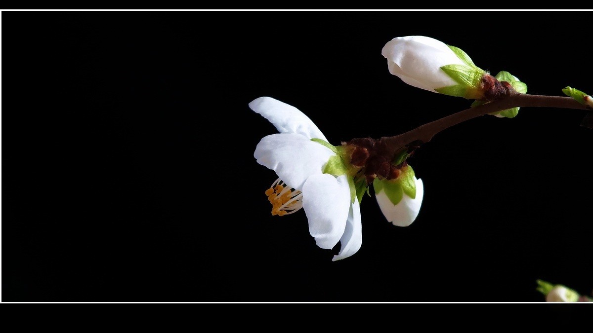 惊闻李跃林老母驾鹤西行，特上几片《桃花白》以表哀悼。