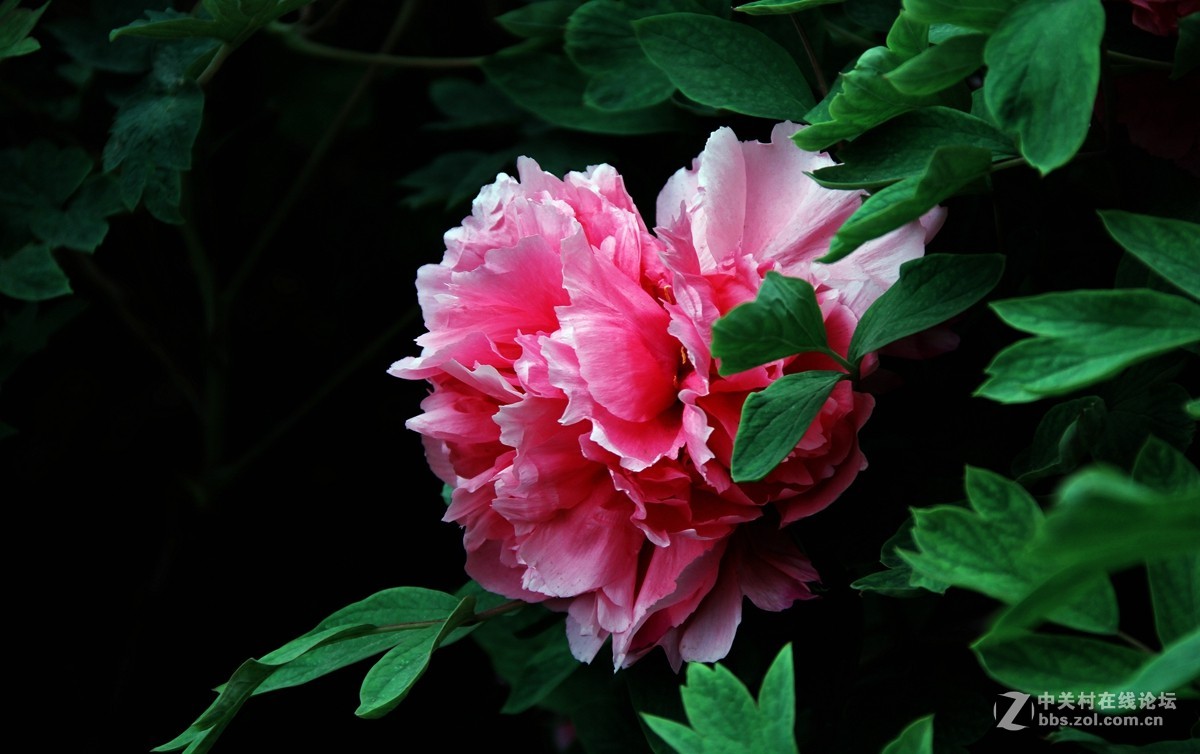 洛阳牡丹花开富贵