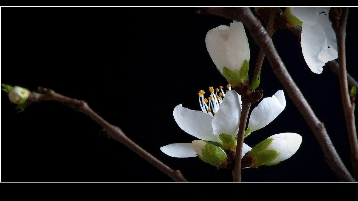 惊闻李跃林老母驾鹤西行，特上几片《桃花白》以表哀悼。