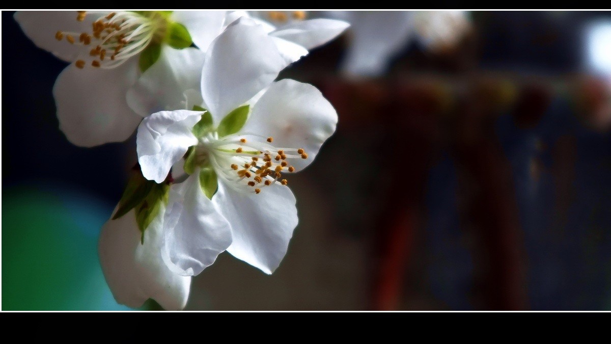 惊闻李跃林老母驾鹤西行，特上几片《桃花白》以表哀悼。