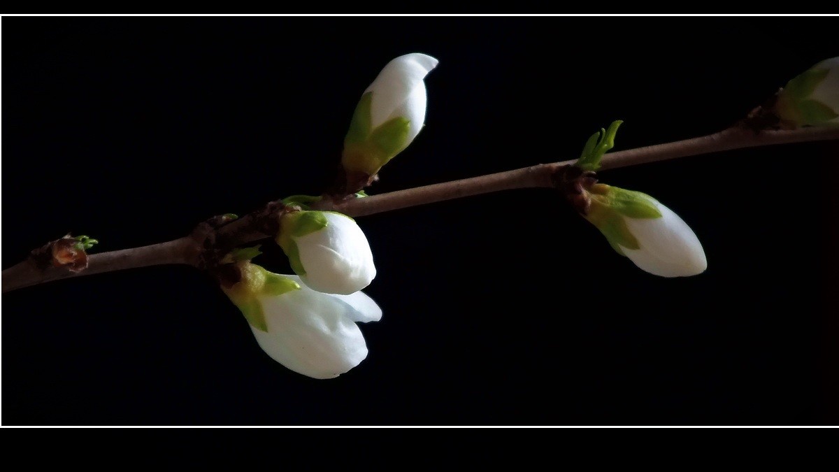 惊闻李跃林老母驾鹤西行，特上几片《桃花白》以表哀悼。