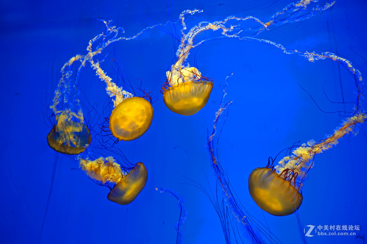 奇妙的水母摄于上海海洋水族馆