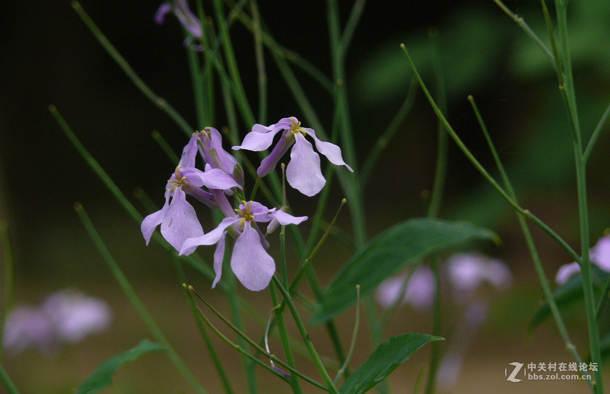 二月兰     1