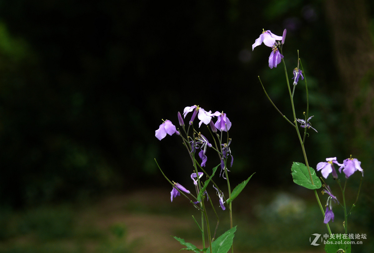 二月兰     1