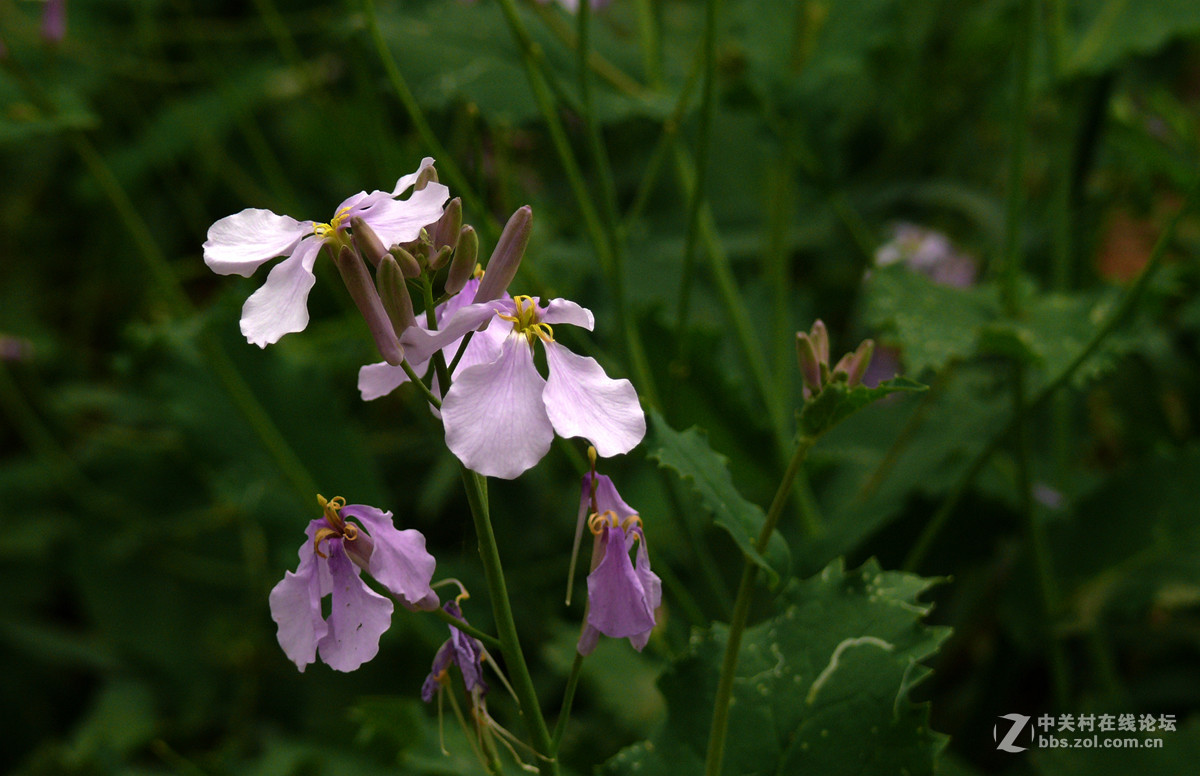 二月兰     1