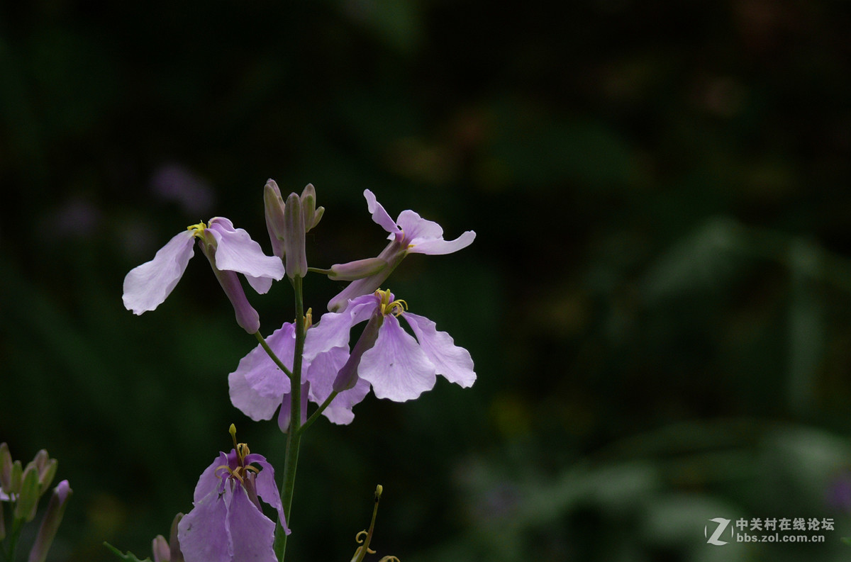 二月兰     1